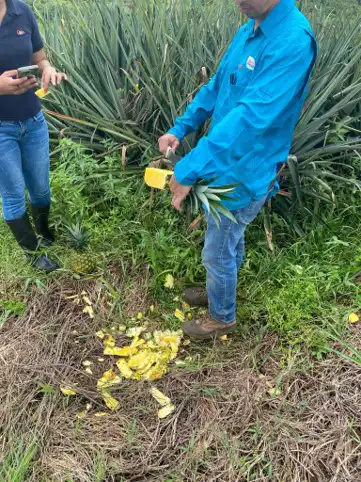 パイナップル畑で男性が収穫したパイナップルをナイフで切り分けている様子。地面には切り落とされた果肉が散らばり、隣にはもう一人の人物が立ってスマートフォンを手にしている。