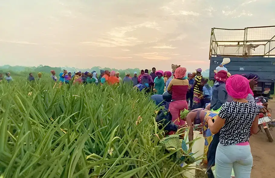 農地で収穫作業を行う人々の様子(パイナップル農園)。朝焼けの下でトラックに積み込み作業中。
