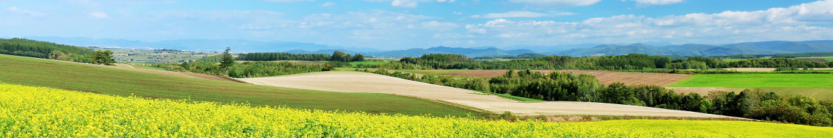 Panoramic farmland with yellow flowers and blue sky.